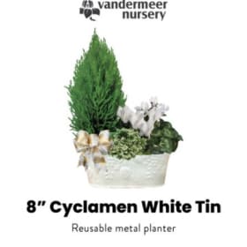 8" White Cyclamen Tin item