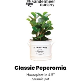 Classic Peperomia item