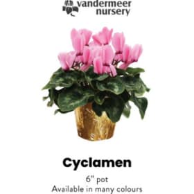 Single Cyclamen item