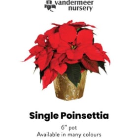 Single Poinsettia item