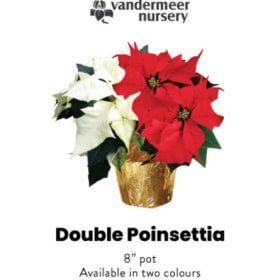 Double Poinsettia item