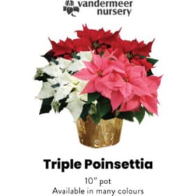 Triple Poinsettia item