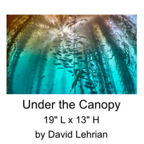 Under the Canopy 19"x13" Metallic Luster Original Print item
