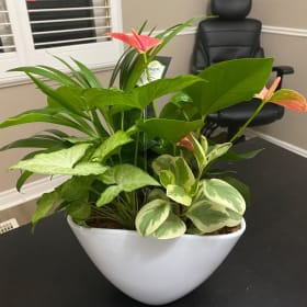 House Plant item