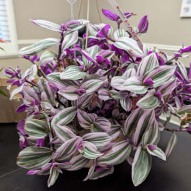 Plans and Gift Card to Walters Greenhouses item