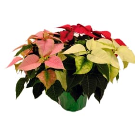 10" Tri-Colour Poinsettia item