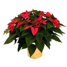 10" Poinsettia RED item