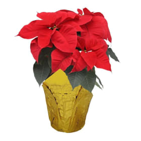 4.5" Poinsettia WHITE item