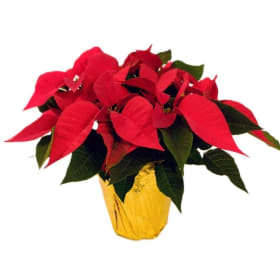 6" Pointsettia PINK item