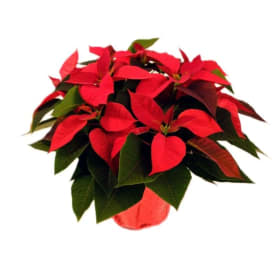 8" Poinsettia WHITE item