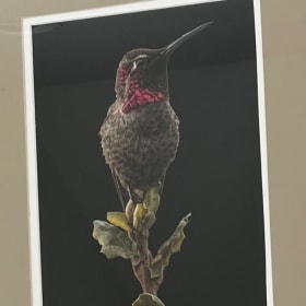 Anna's Hummingbird (Male) item