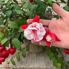 Fuchsia (RED/WHITE) - 10in Hanging Basket item