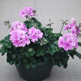 Ivy Geranium (LAVENDER) - 10in Hanging Basket item