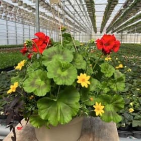 Red Geranium - 12in Mixed Hanging Basket item