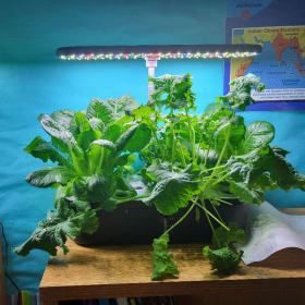 Small Hydroponics Kit item