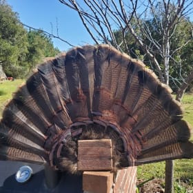Mounted Turkey Fan item