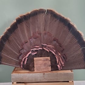 Mounted Turkey Fan item