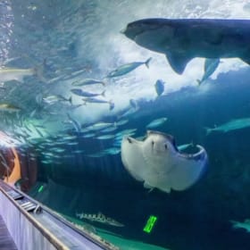 Pier 39 VIP Bundle for 2 item