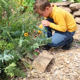 Create a Pollinator Garden item