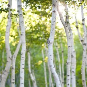 White Birch item