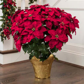 Classic Red Poinsettia item