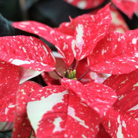 Jingle Bell Poinsettia item