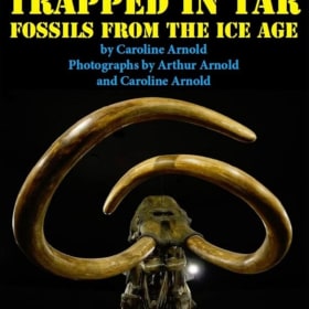 Moye Thompson Ceramics & Caroline Arnold Books item