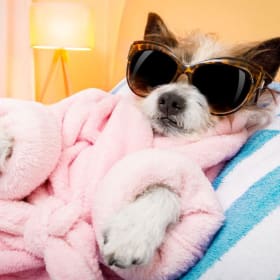 Pups-N-Suds $100 Gift Card item