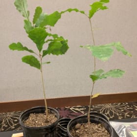 8. Bur oak trees item