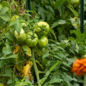 Guided Seasonal Experience at Queens Botanical Garden item