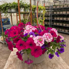 Petunia Pink/Purple Burgundy Mix - 10in Hanging Basket item