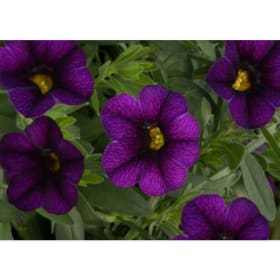 Calibrachoa (PURPLE) -  1 Flat (Ten 4in pots) item