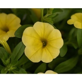 Calibrachoa (YELLOW) -  1 Flat (Ten 4in pots) item