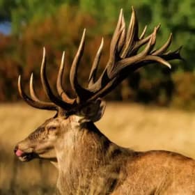 NEW ZEALAND HIGH PEAK STATION RED STAG HUNT SAFARI item