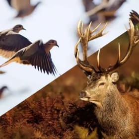 ARGENTINA BIG GAME AND DOVE HUNT item