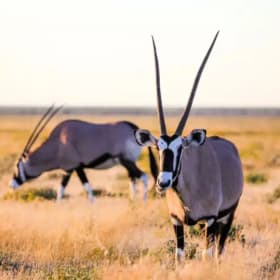 AFRICA PLAINS GAME HUNT A SAFARI item