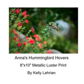 Anna's Hummingbird Hovers 8"x10" Metallic Luster Print item