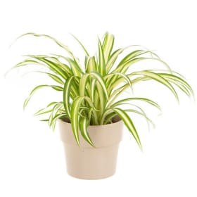 Bébé plante araignée en pot. item