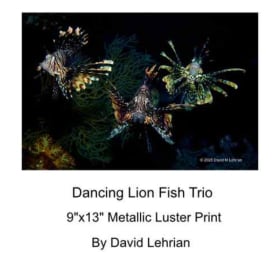 Dancing Lion Fish Trio 9"x13" Metallic Luster Print item