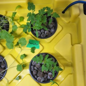 Hydroponics Kit item