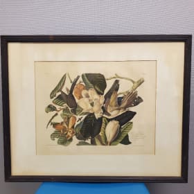 Framed Audubon reproduction Black Billed Cuckoo Print item