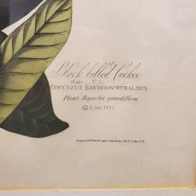 Framed Audubon reproduction Black Billed Cuckoo Print item