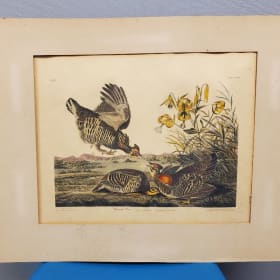 Audubon Plan CLXXXVI Pinnated Grous Print item