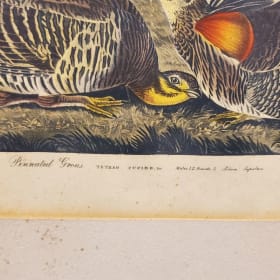 Audubon Plan CLXXXVI Pinnated Grous Print item