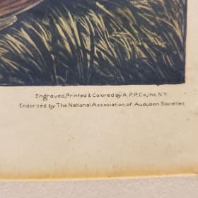 Audubon Plan CLXXXVI Pinnated Grous Print item