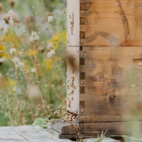 4 Acupuncture Sessions at Nido Wellness item