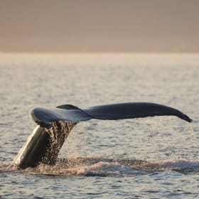 Croisières || AML item