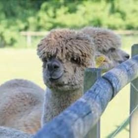 2 hour Alpaca Experience for 2 item