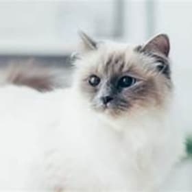 40 - Steveston Veterinary Clinic – Cat Wellness Package item