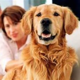 41 - Steveston Veterinary Clinic – Dog Wellness Package item